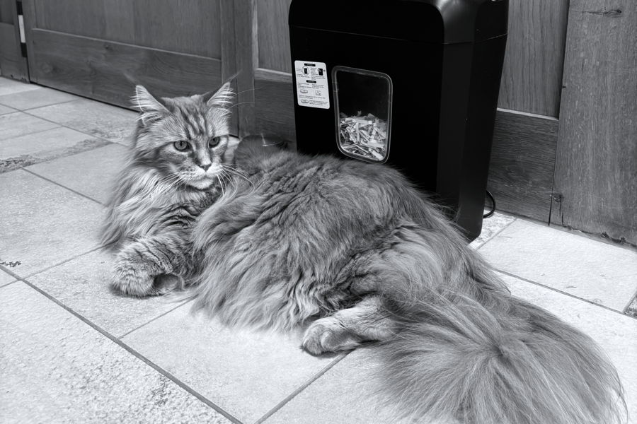 A cat with fuzzy fur lying in front of a paper shredder.